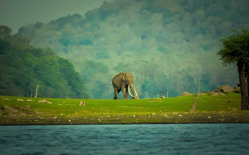 Kabini Adventure & Wildlife Safari